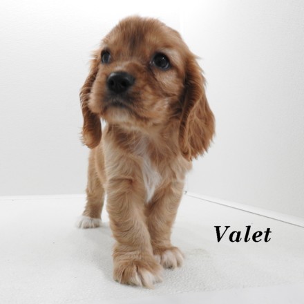 puppy, for, sale, Cock A Lier, Joe & Cherri  Overlease, dog, breeder, Miller, MO, dog-breeder, puppy-for-sale, forsale, nearby, find, puppyfind, locator, puppylocator, aca